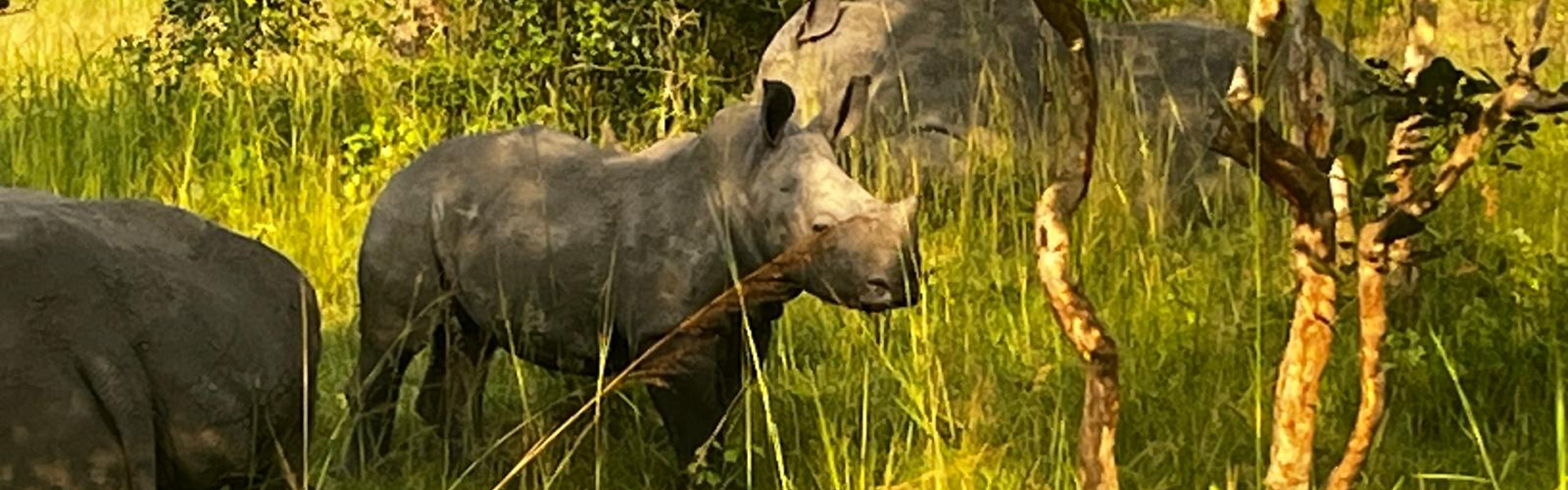 Wildlife Explorers Africa