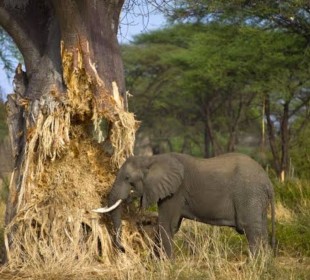 3-Day Mid-Range Tanzania’s Primal Heart Safari