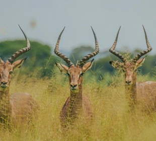 7-Day Discover Northern Tanzania Safari