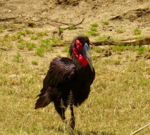 4-Day Mid-Range Mikumi Wildlife Safari