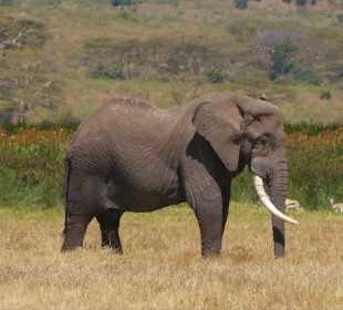 4-Day Mid-Range Tanzania Express Safari