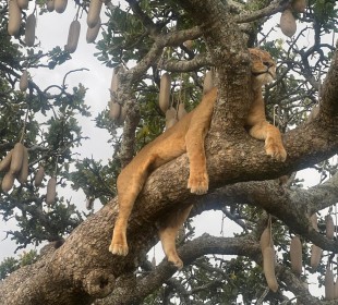 6 Days Migration Northern Serengeti Safari