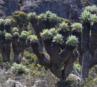 7 Days Mount Kilimanjaro Climb – Machame Route