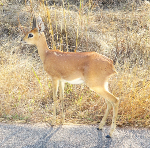 Steenbok Aug 2024