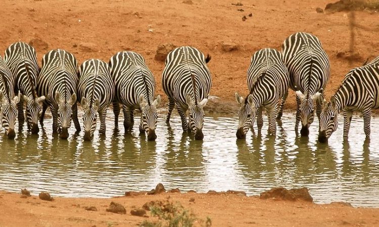 A Tsavo West National Park 1 750x450