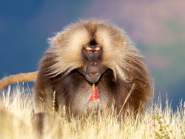 Africa Ethiopia Simien Mountains Gelada Baboon Helen Cox Blog
