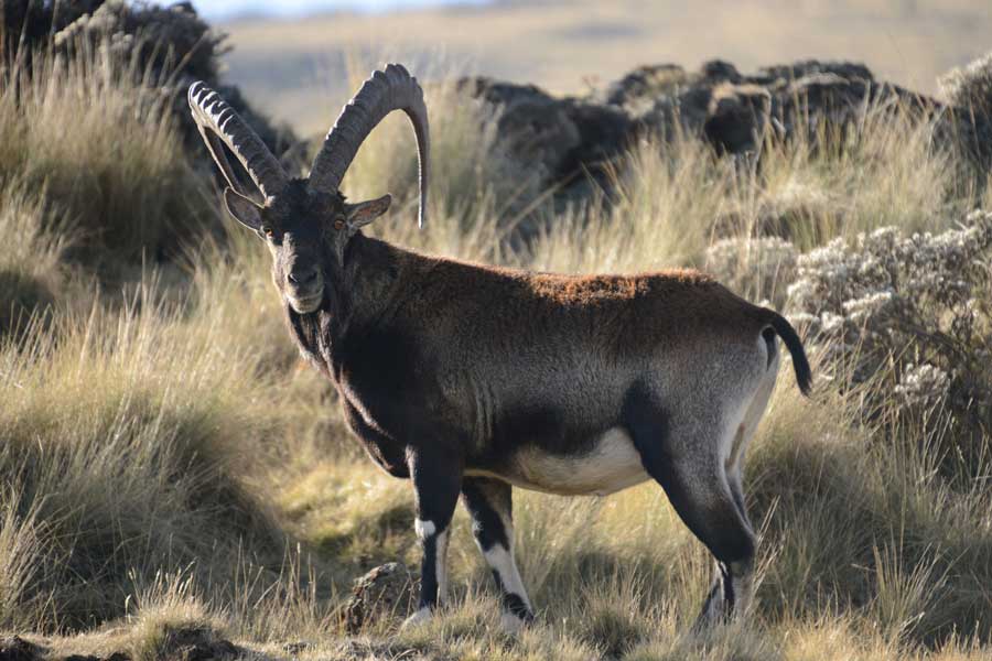 Africa Ethiopia Simien Mountains Ibex Credit Simien Lodge Gallery