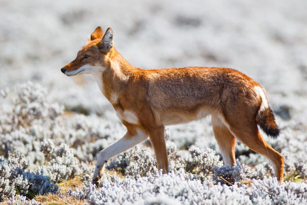 Ethiopian Wolf Project