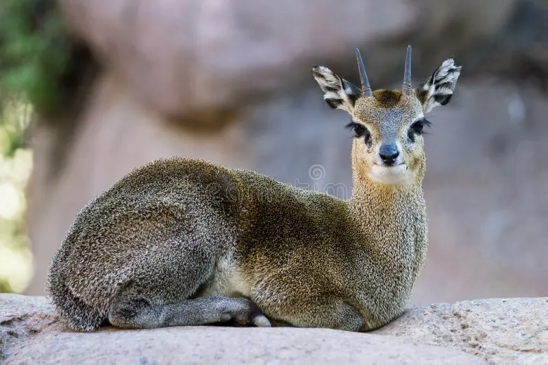 Klipspringer Oreotragus Oreotragus Small African Antelope Laying Rock Smiling Camera 52802811