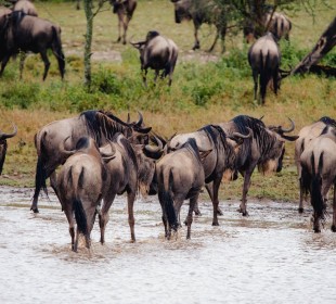 4 Days Ndutu Migration Safari Calving Season