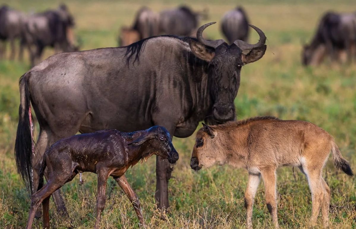 7412a0b5b1e6c6b3025ac55fe4c3fd9c