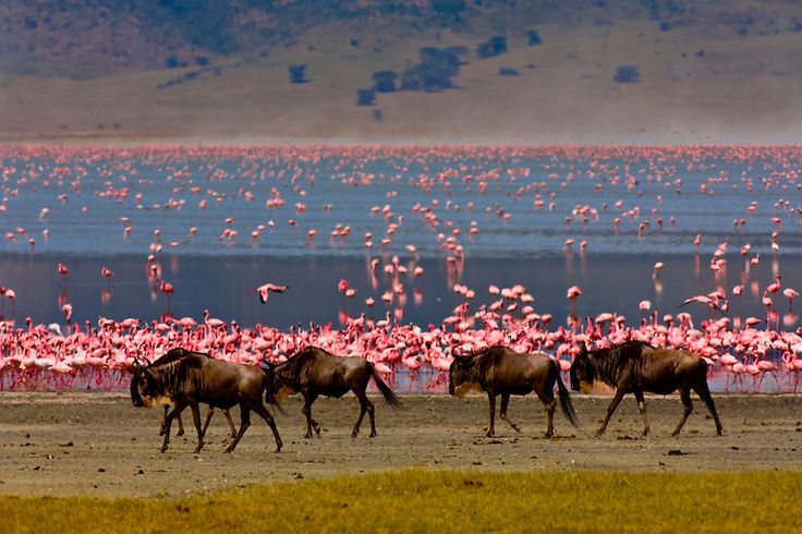 Blue Wildebeest With Flamingos On Lake Magadi, Ngorongoro Crater An Incredible Sight (1)