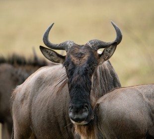 10 Days Best of Kenya and Tanzania Safari