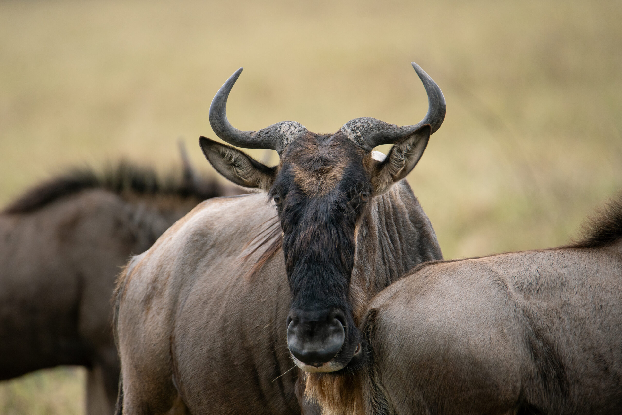 10 Days Best of Kenya and Tanzania Safari