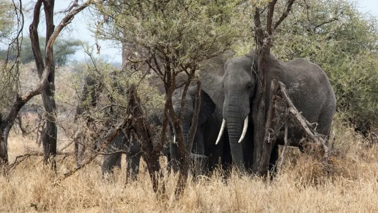 Elephant Tarangire 3322 768x432