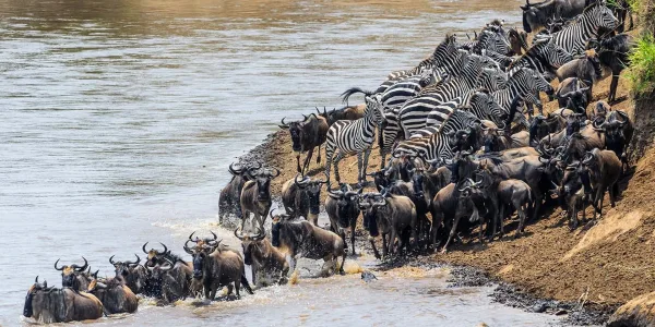 Serengeti Migration 0002 600x300