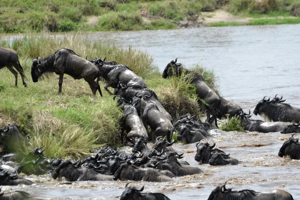 Serengeti Migration 0007 600x400