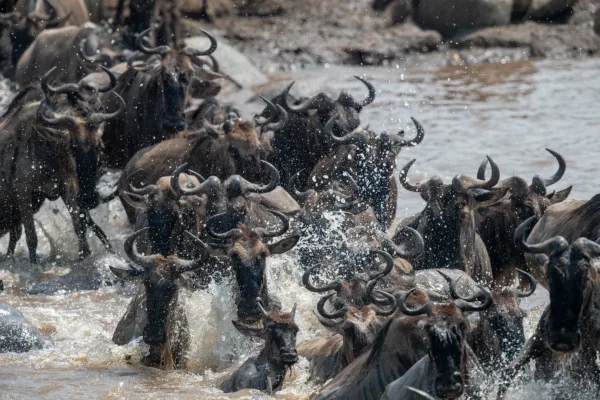 Serengeti Migration 0008 600x400
