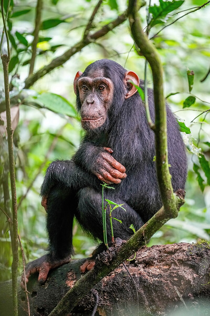 800px 015 Chimpanzee At Kibale Forest National Park Photo By Giles Laurent