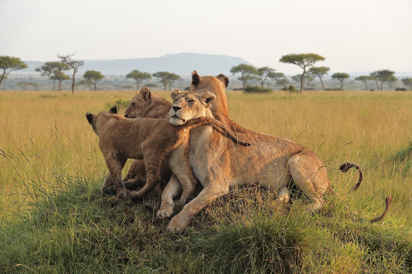 Micatosafaris 20251217 0001