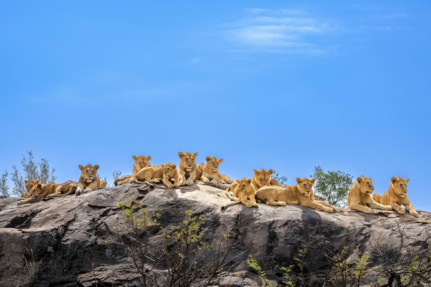 Micatosafaris 20251219 0009