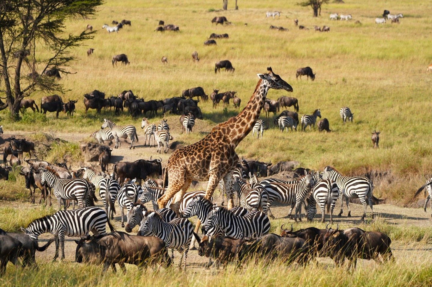 Micatosafaris 20251219 0010