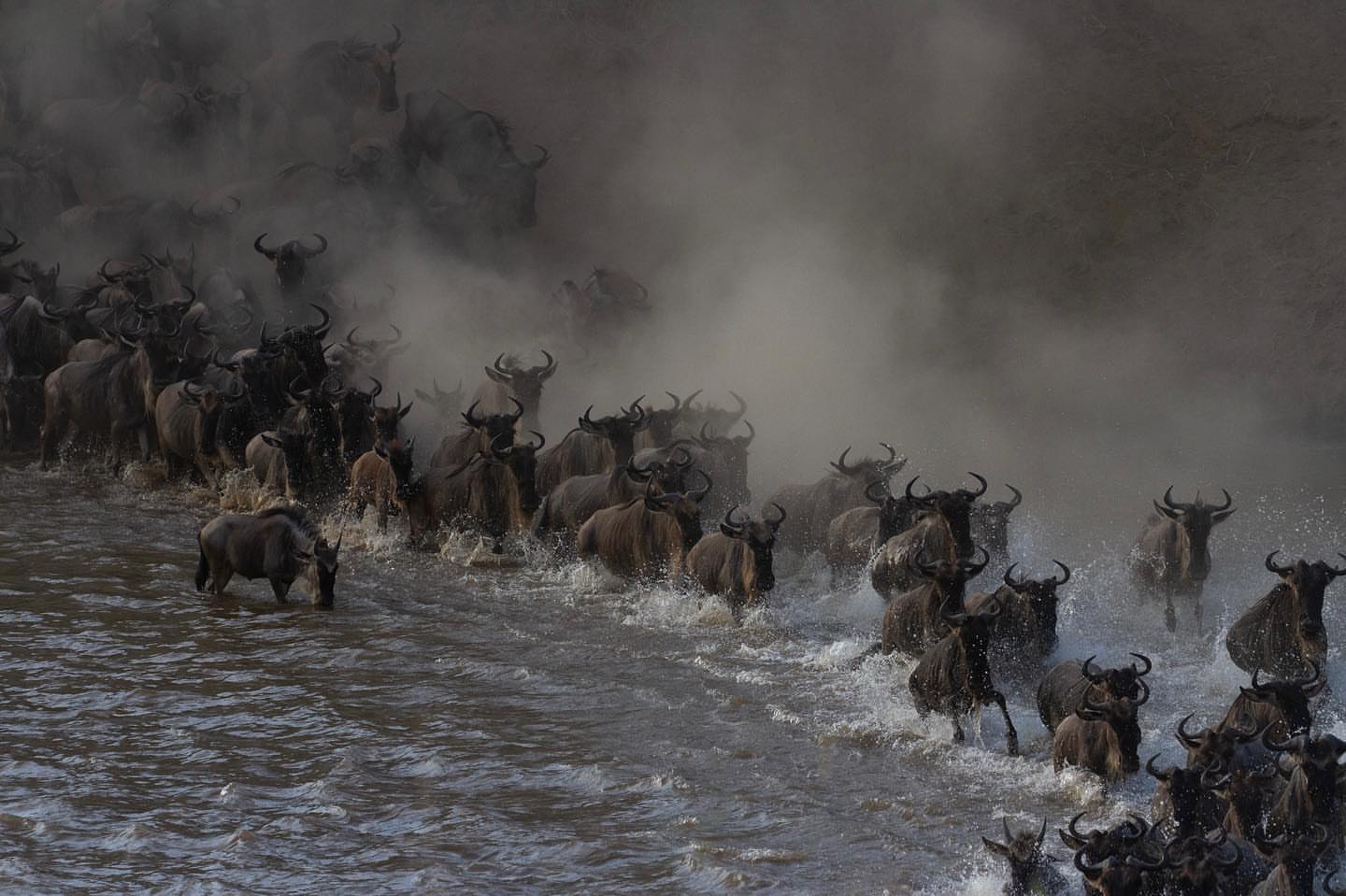 Qamara Wild 20251212 0029