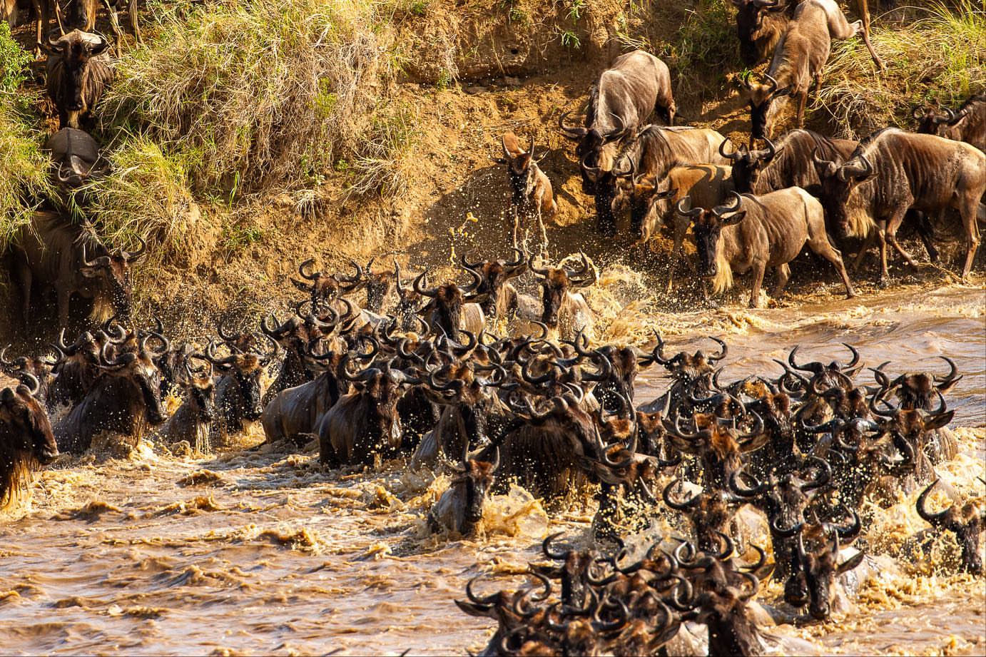 Qamara Wild 20251212 0060