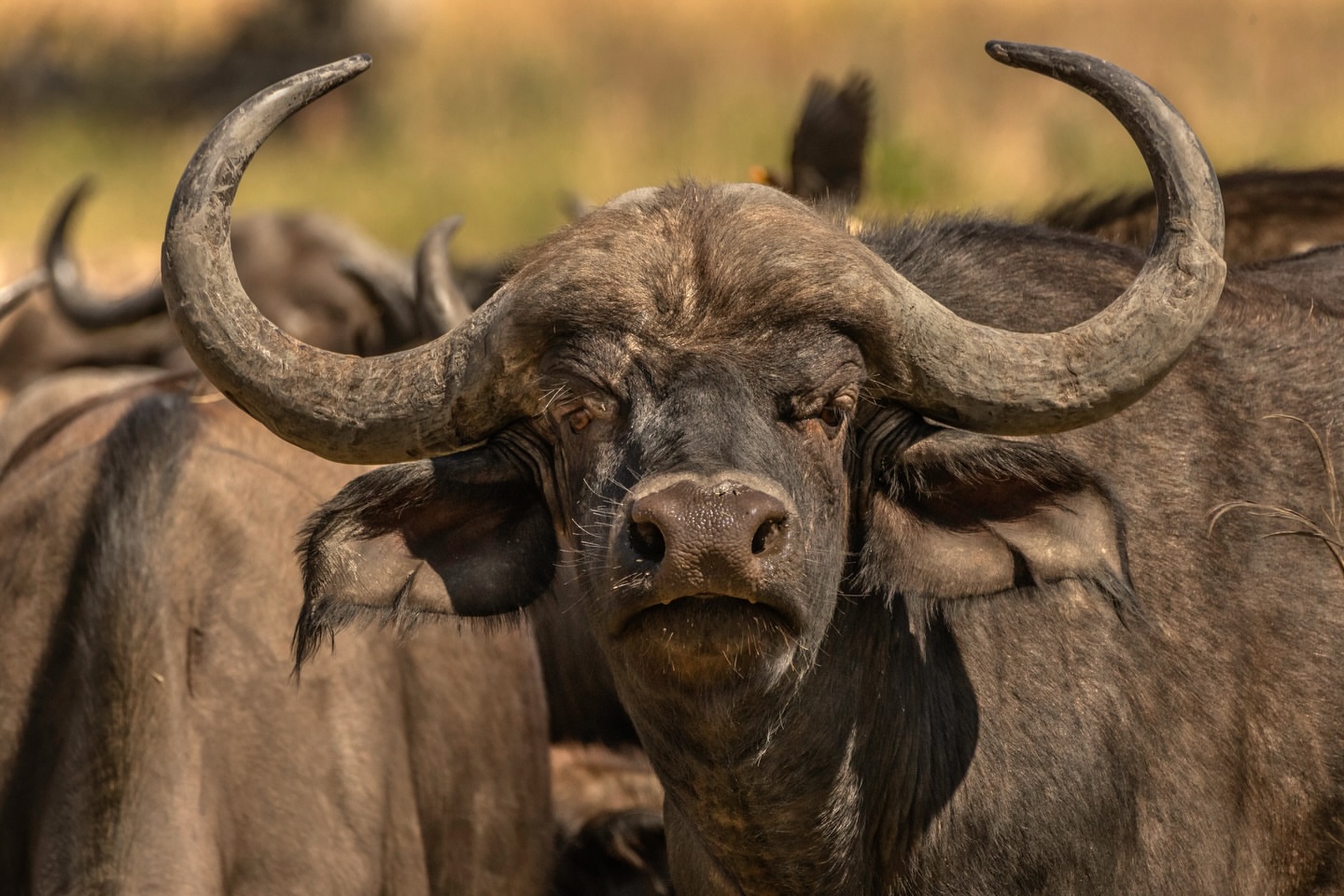 Ruaha Hilltop Lodge 20251210 0005