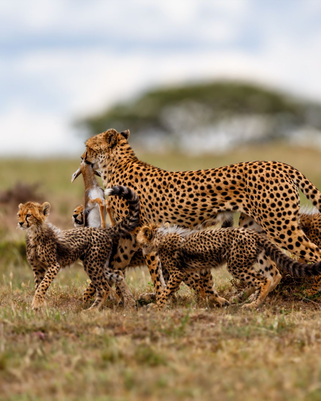 Yellowzebrasafaris 20260315 0001