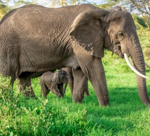 4-Day Elephant Safari in Tanzania
