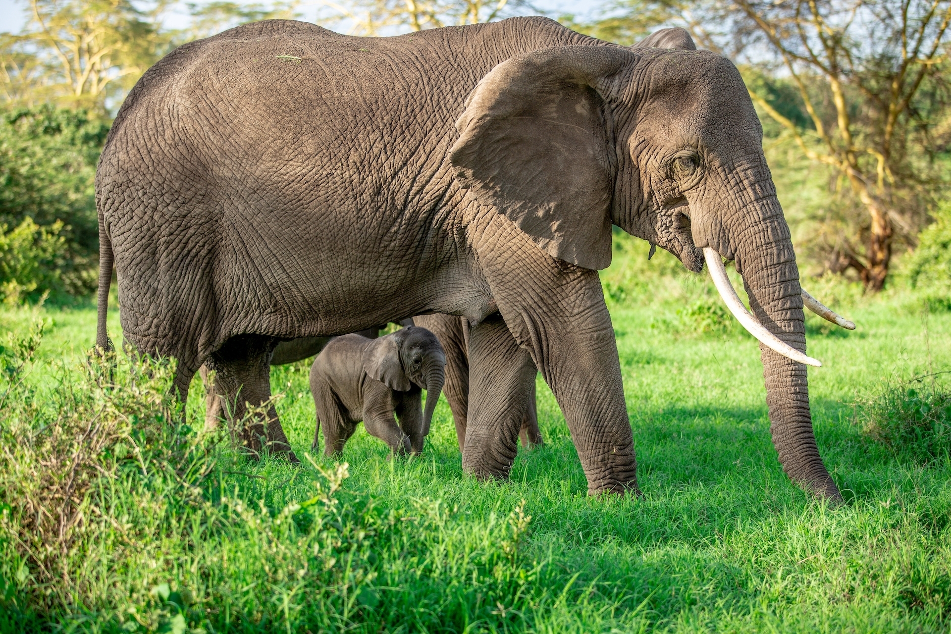 4-Day Elephant Safari in Tanzania