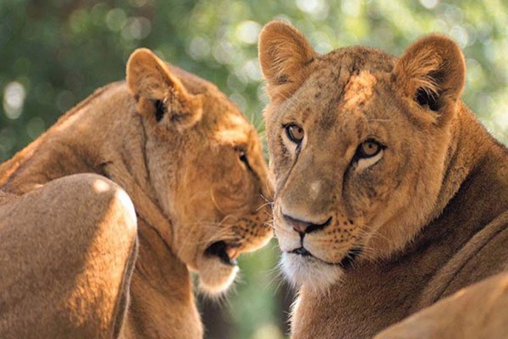 Kruger Big Five Safari