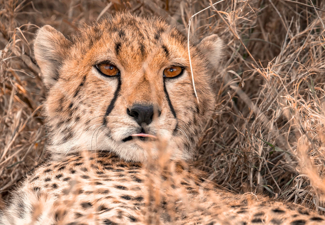 6-Day Classic Cheetah Safari in Tanzania