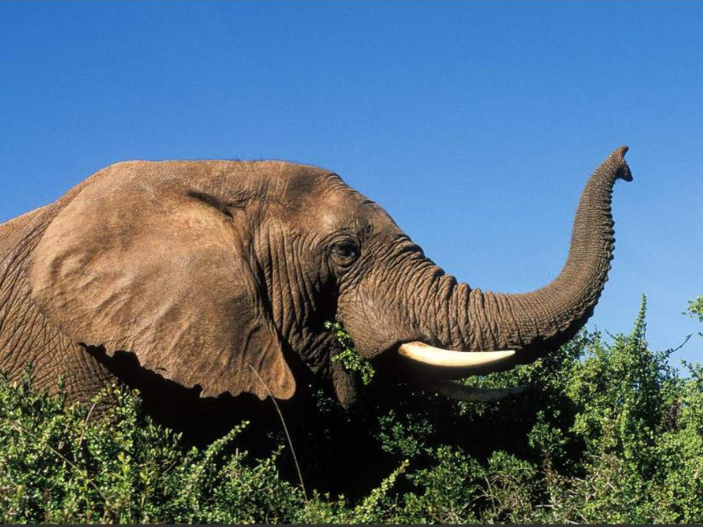 5-Day South Africa Garden Route & Addo Escape