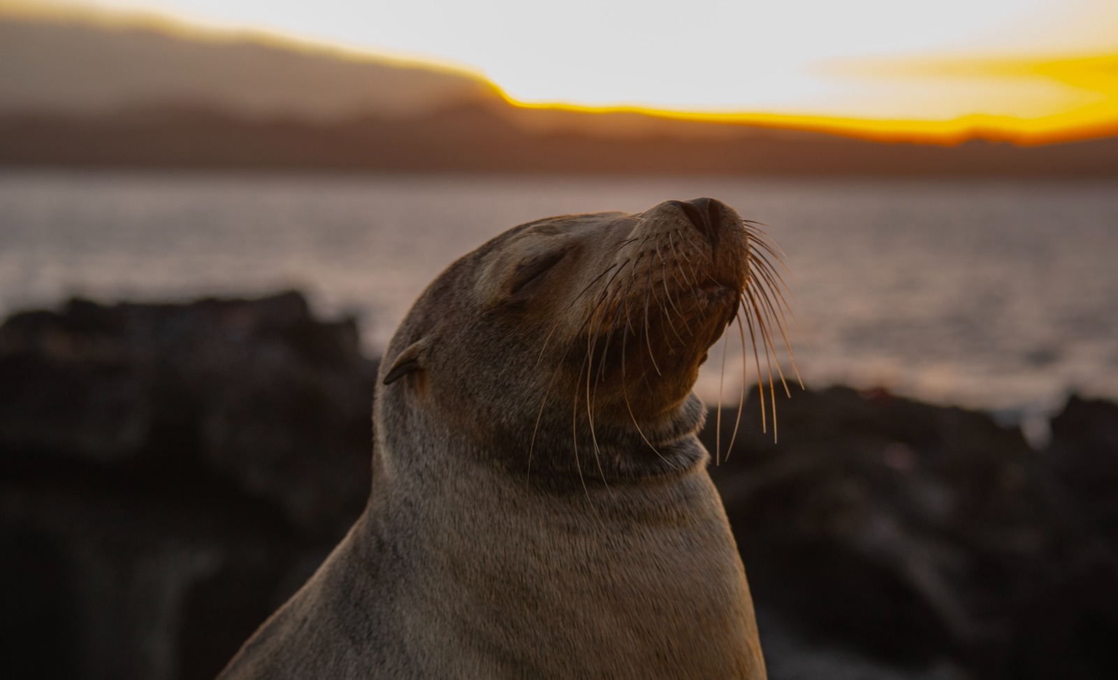 Cruise Experience: Galápagos Uncovered & Quito Highlights