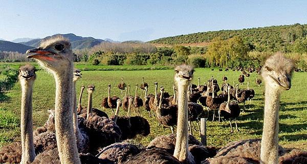 ostrich farm