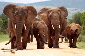 Addo Elephant National Park