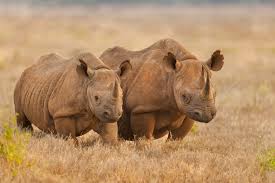 Kruger Big Five Safari