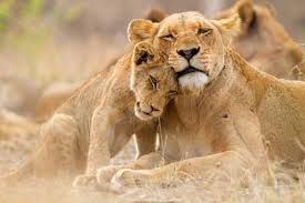 5-Day Safari Journey Through The Plains of Tanzania