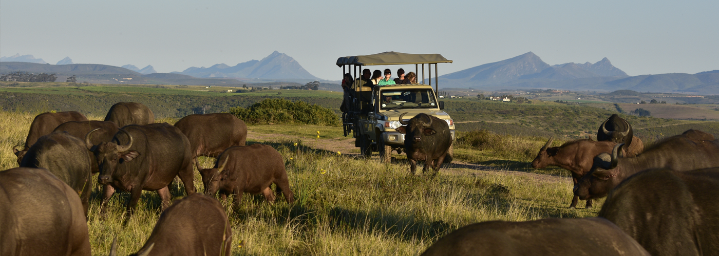 Botlierskop Game Reserve