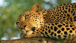 7-Day Discovering Tanzania Safari Experience