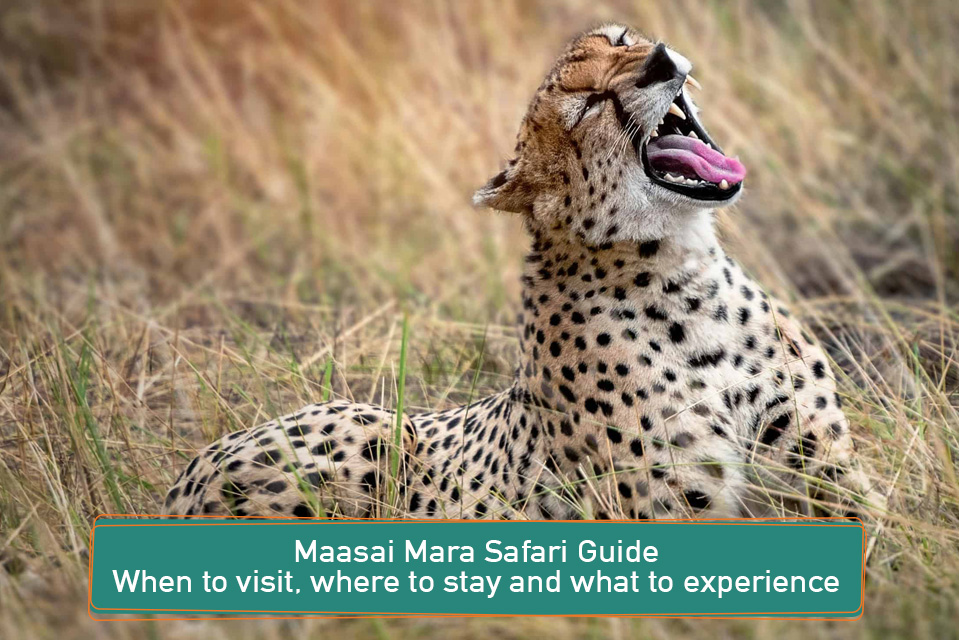 Maasai Mara Safari Guide: Great migration, wildlife, camps and conservancies